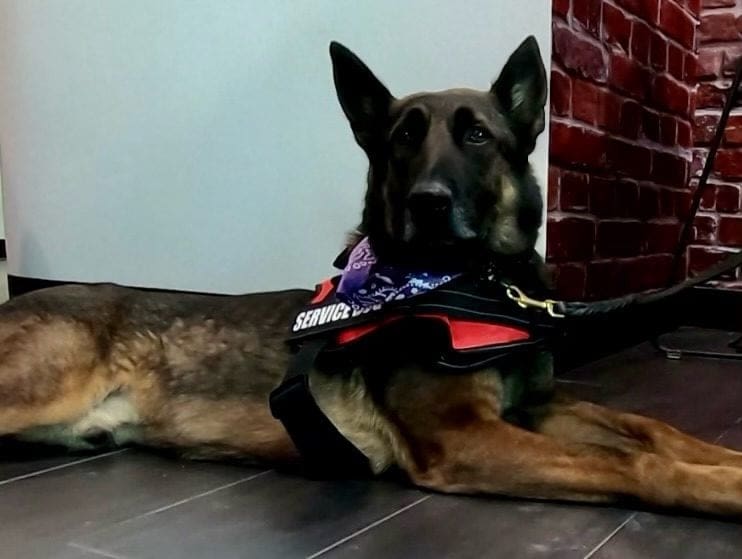 Meet  Pharr’s Newest Addition to Mental Health Unit-Emotional Support Dog Ammo