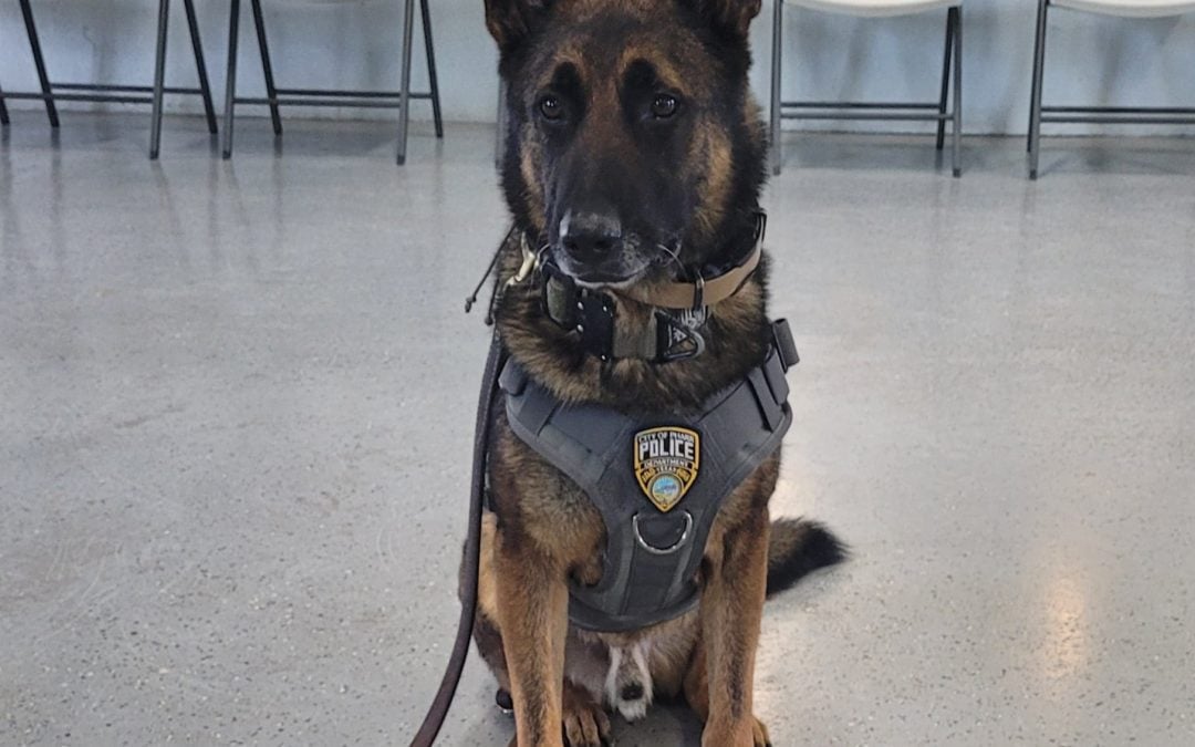 Pharr Police’s Therapy K9 Ammo to Visit Nurses at DHR