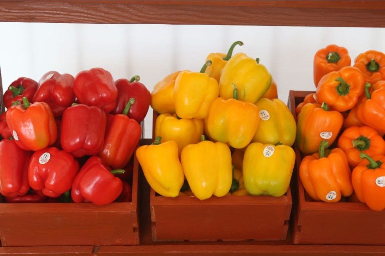 NEWS Pharr Celebrates Start of the 20222023 Produce Season City of