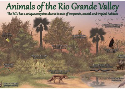 animals of the rio grande valley inforgraphic