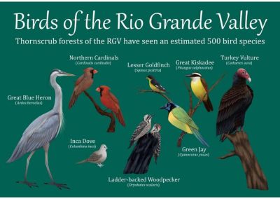 birds of the rio grande valley infographic