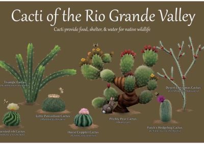 cacti of the rio grande valley inforgraphic