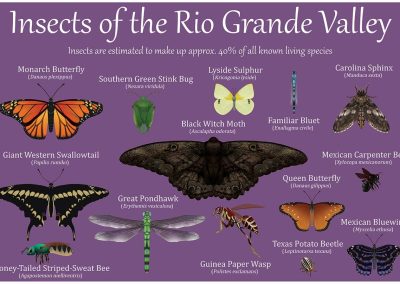 insects of the rio grande valley inforgraphic