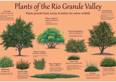 plants of the rio grande valley inforgraphic