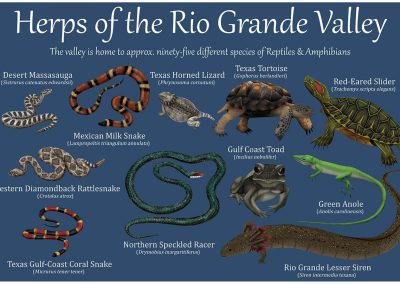 reptiles of the rio grande valley inforgraphic