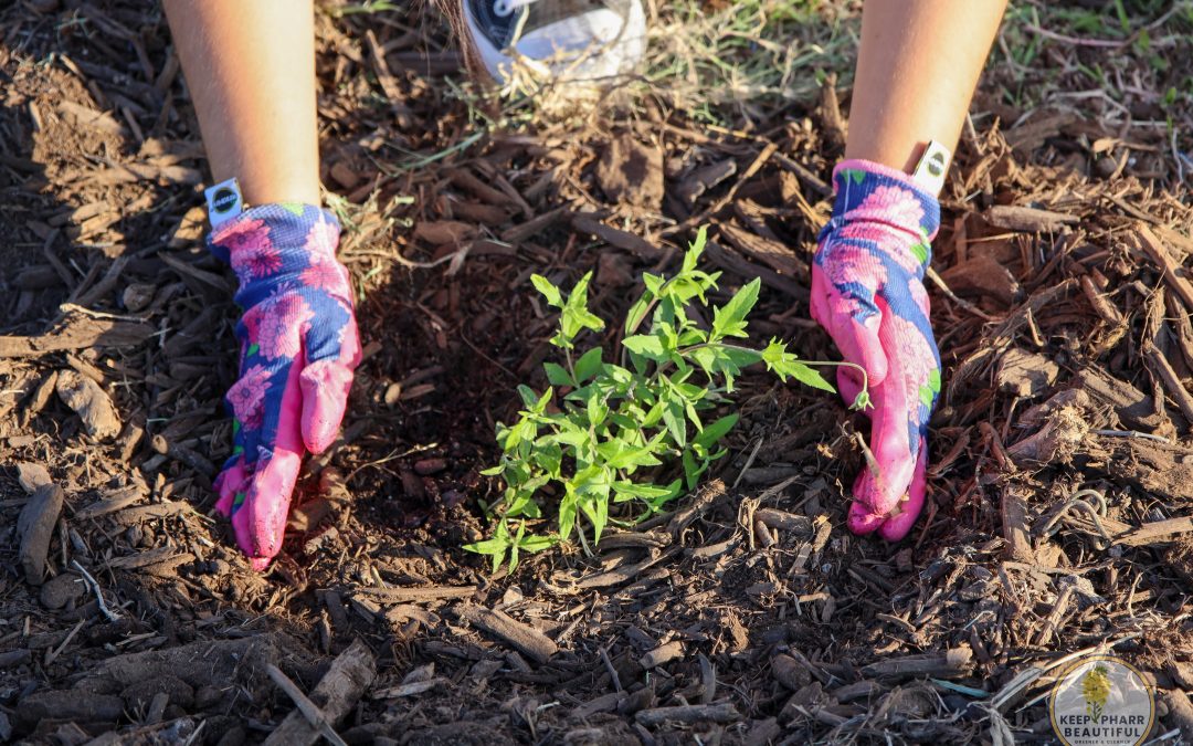 City of Pharr Awarded $1.18 Million Community Greening Transformation Grant from Texas A&M Forest Service